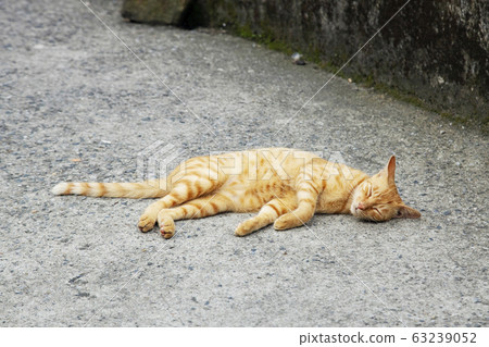 台灣猴貓村 台灣猴貓村 63239052