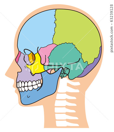 Skull head bone 63239128