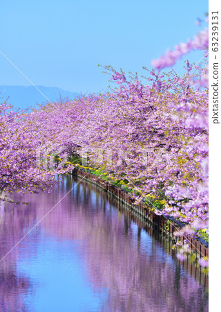 Kawazu Sakura in full bloom reflected on the water surface (Kasamatsu / Kawazu Sakura Road, Matsusaka City, Mie Prefecture) Kawazu Sakura in full bloom reflected on the water surface (Kasamatsu / Kawazu Sakura Road, Matsusaka City, Mie Prefecture) 63239131