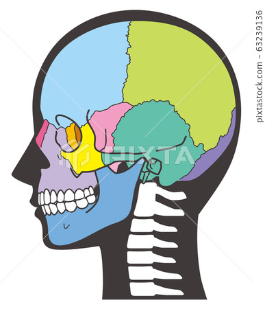 骷髏頭骨頭 63239136