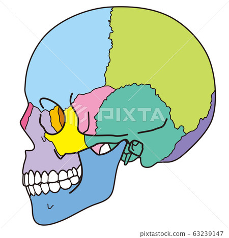 骷髏頭骨頭 63239147