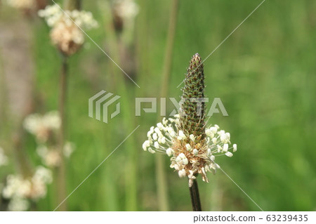 海拉章魚花 63239435