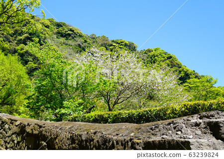 Senguen鹿兒島縣 63239824