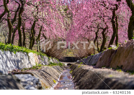 Plum Festival at Inabe Agricultural Park 63240136