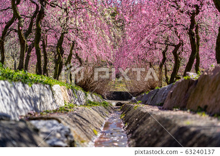 Plum Festival at Inabe Agricultural Park Plum Festival at Inabe Agricultural Park 63240137