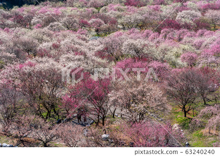 稻部農業公園梅花節 63240240