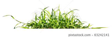 green grass isolate on white background 63242141