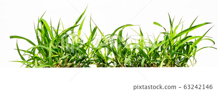 green grass isolate on white background 63242146