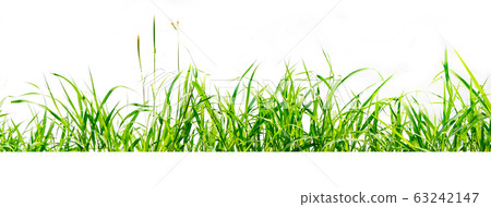 green grass isolate on white background 63242147