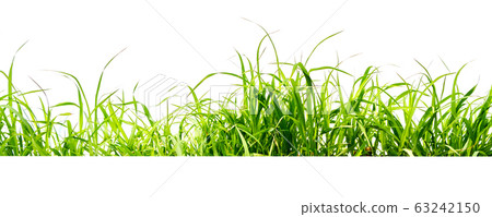 green grass isolate on white background 63242150