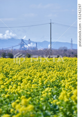 s岡路站灣農場油菜田 63242297