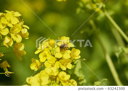 Kasaoka Road Station Bay Farm Rapeseed Field Kasaoka Road Station Bay Farm Rapeseed Field 63242300