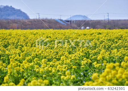 Kasaoka Road Station Bay Farm Rapeseed Field Kasaoka Road Station Bay Farm Rapeseed Field 63242301