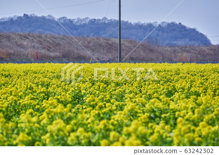 Kasaoka Road Station Bay Farm Rapeseed Field Kasaoka Road Station Bay Farm Rapeseed Field 63242302