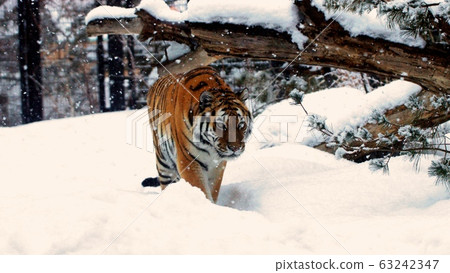 在丸山動物園很受歡迎 在丸山動物園很受歡迎 63242347