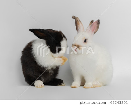 Two action of two cute adorable rabbits on white Two action of two cute adorable rabbits on white 63243291