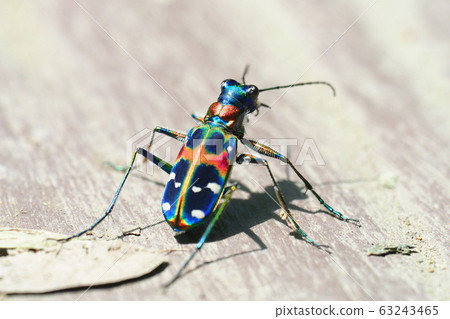 虎甲蟲(納米虎甲蟲) 虎甲蟲(納米虎甲蟲) 63243465