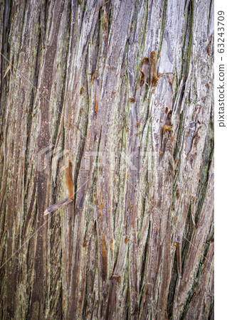 Cedar bark 63243709
