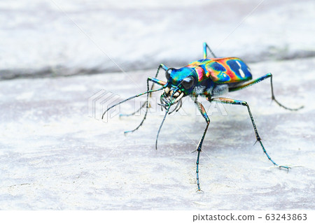 Tiger beetle (Nami tiger beetle) 63243863