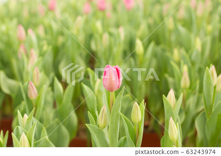 Pink tulip flowers fild. Spring blur background. Pink tulip flowers fild. Spring blur background. 63243974