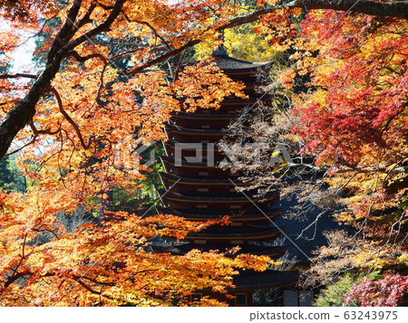 November Autumn leaves Tanzan Shrine 63243975