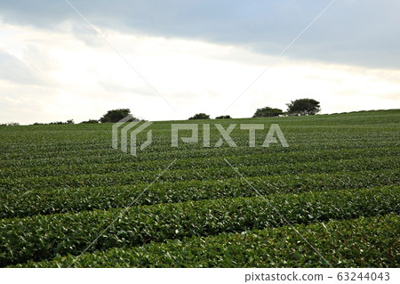 Jeju Green Tea Field Landscape, Spring Landscape 63244043
