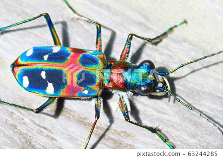 Tiger beetle (Nami tiger beetle) 63244285