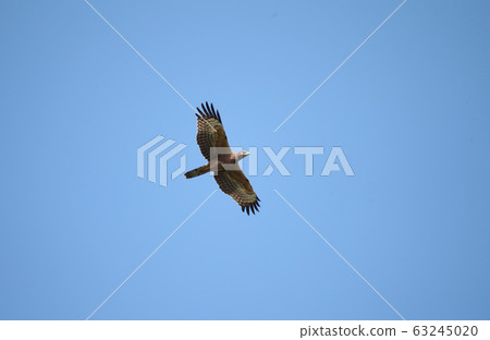 Flying young bee bear Flying young bee bear 63245020