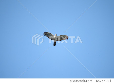 Flying adult wasp male 63245021