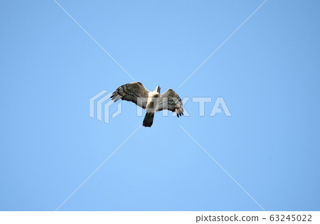 Flying adult wasp male 63245022