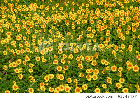 向日葵/美倉倉高原（福島縣喜多方市） 63245457