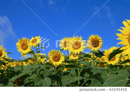 Sunflower / Minokura Kogen (Kitakata City, Fukushima Prefecture) Sunflower / Minokura Kogen (Kitakata City, Fukushima Prefecture) 63245458