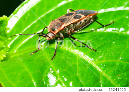 White-faced bug 63245923