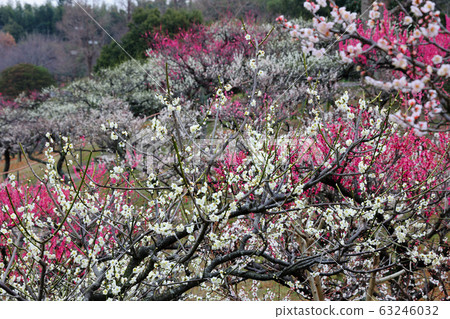 朝日公園梅園 63246032
