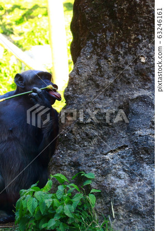 Chimpanzee 63246161
