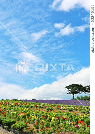 北海道夏季藍藍的天空和五顏六色的花田 北海道夏季藍藍的天空和五顏六色的花田 63246193