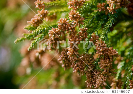 Sugi pollen 63246607