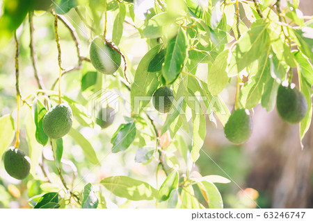 鱷梨樹 鱷梨樹 63246747