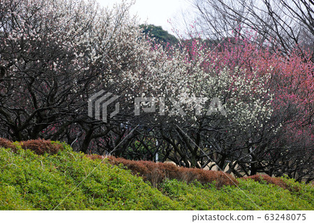 Plum forest in Odaka green area 63248075