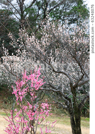 Plum forest in Odaka green area 63248076
