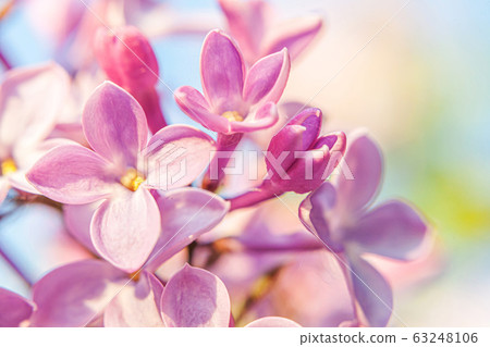 Beautiful smell violet purple lilac blossom Beautiful smell violet purple lilac blossom 63248106