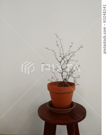 背景圖像，窗簾，窗戶，牆壁，裝飾，道具，框架，椅子，架子，花盆，食品，葉子，衣架，衣架，裝飾，o 63248141