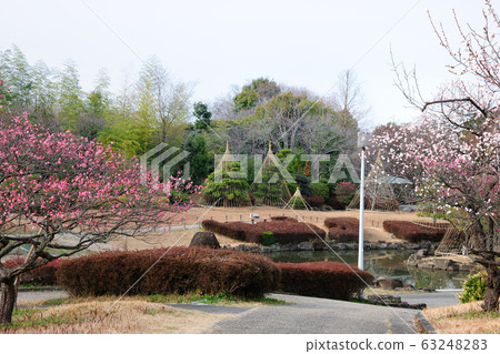 小田高綠地梅園 63248283