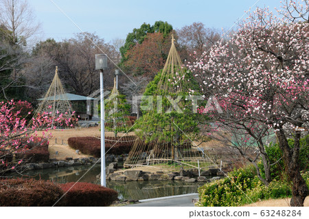 小田高綠地梅園 63248284