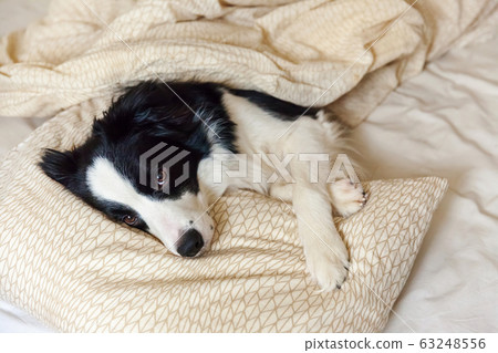 Portrait of cute smilling puppy dog border collie Portrait of cute smilling puppy dog border collie 63248556