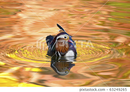 Oshidori Oshidori 63249265