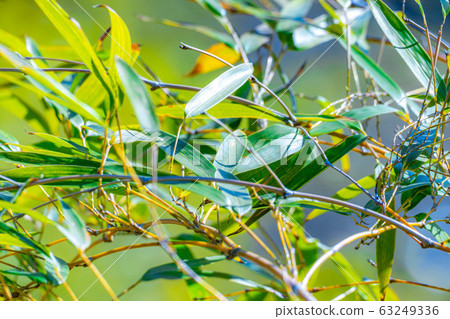 Bamboo leaves up [Tokyo] 63249336