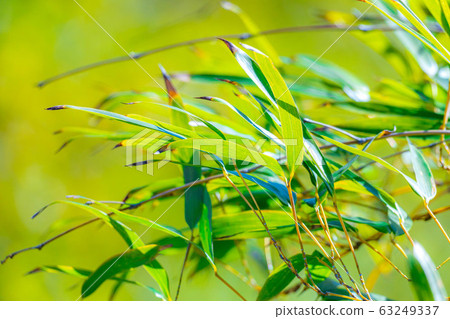 Bamboo leaves up [Tokyo] 63249337