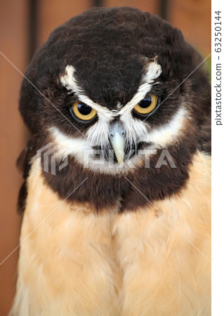 Spectacled owl 63250144