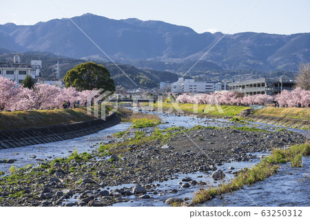 Spring cherry blossom Haruki diameter Happy Road Cherry Blossom Festival Spring cherry blossom Haruki diameter Happy Road Cherry Blossom Festival 63250312